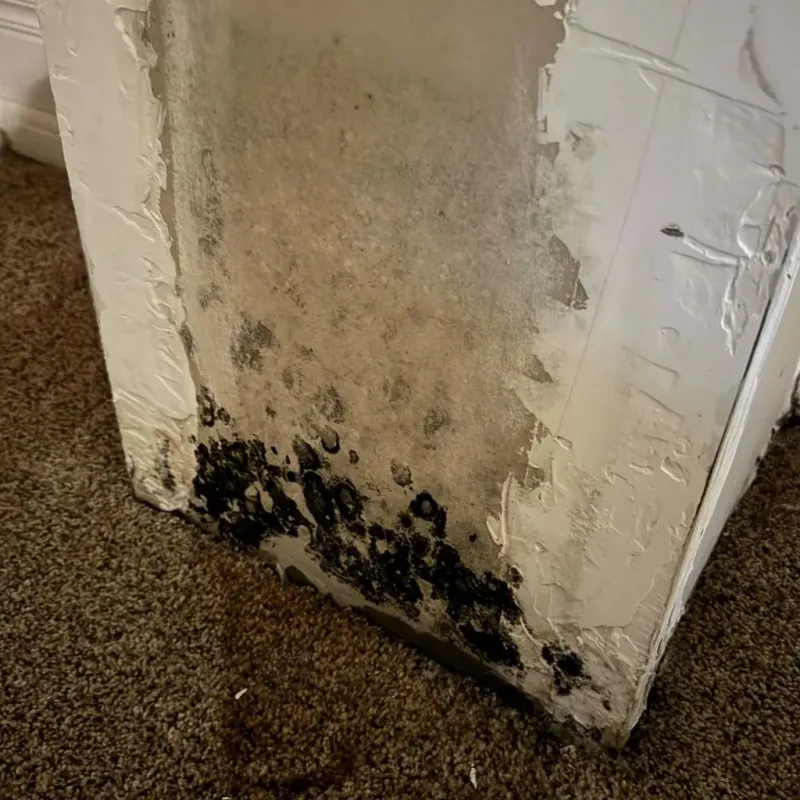 Professional Mold Removal in Thomaston, ME